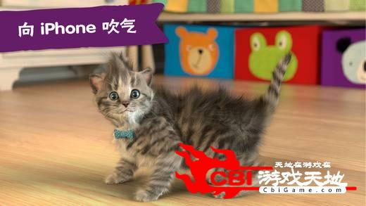 猫咪弹木琴中文版图2