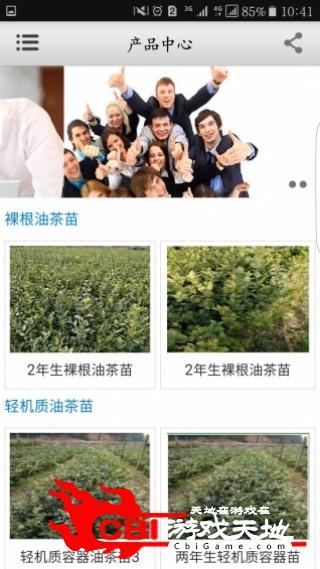 湖南油茶苗网购图2