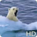 北极熊高清动态壁纸图片