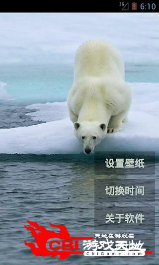 北极熊高清动态壁纸图片图2
