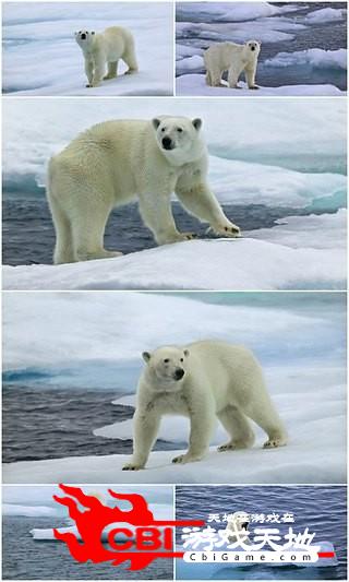 北极熊高清动态壁纸图片图3