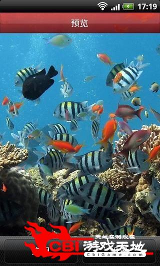 珊瑚礁鱼水族动态壁纸图片图4