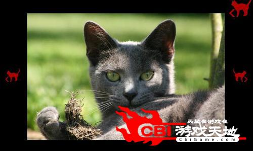 猫的狂欢节拍摄图0