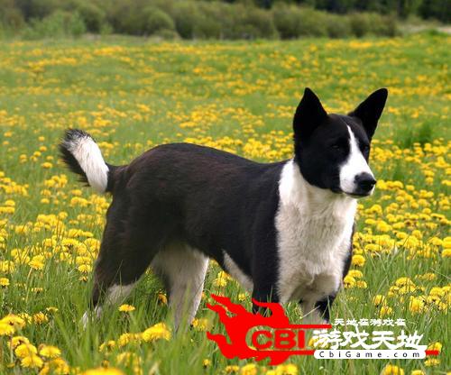 迦南犬拼图图4