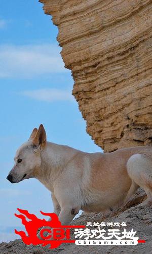 迦南犬拼图图1