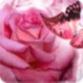 玫瑰蝴蝶主题壁纸桌面