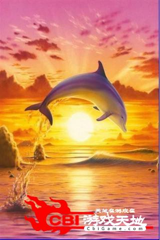 海豚3D壁纸主题图4