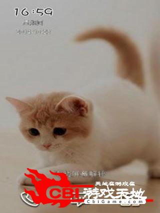 萌宠小猫咪-91免费主题壁纸聊天图1