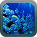 水下海洋鱼类壁纸时间