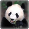 可爱熊猫主题动态壁纸时间