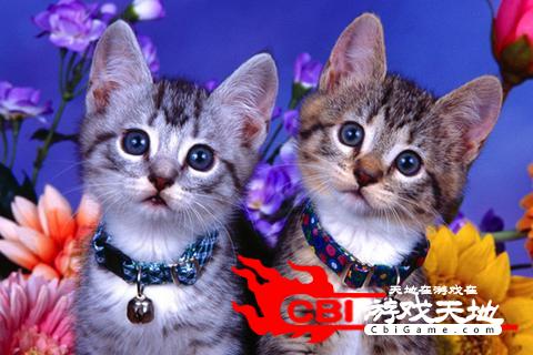 可爱猫找茬图3