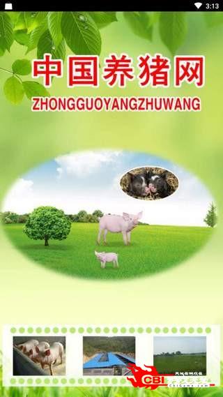中国养猪网图0