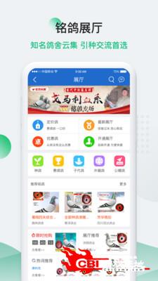 中国信鸽信息网图3