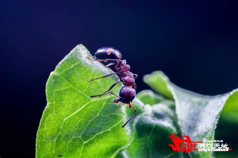 小小蚂蚁图2
