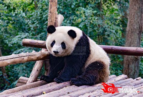 淘气熊猫图3