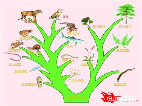 生物进化图1